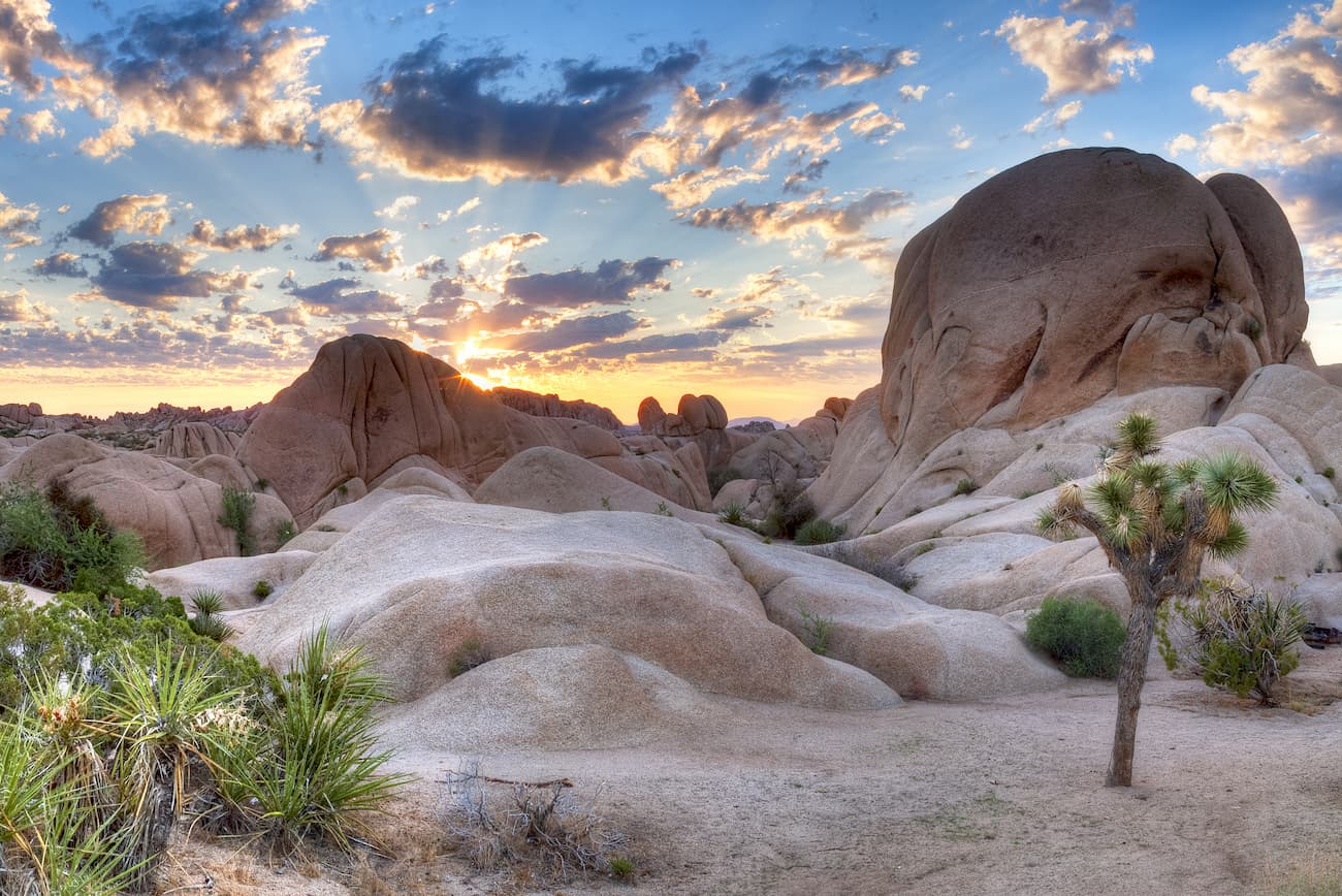 Joshua Tree National Park Best Joshua Tree Entrance What You Need To