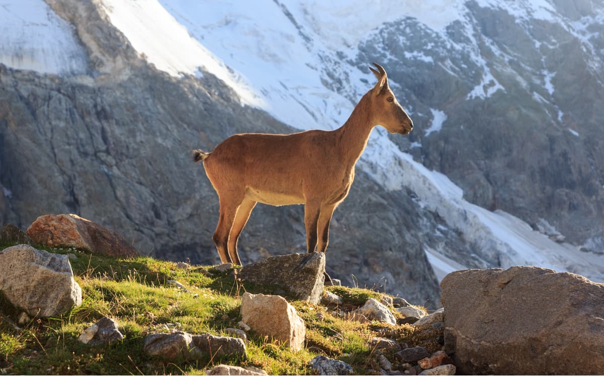 Fauna of the Kabardino-Balkarian Highland State Reserve