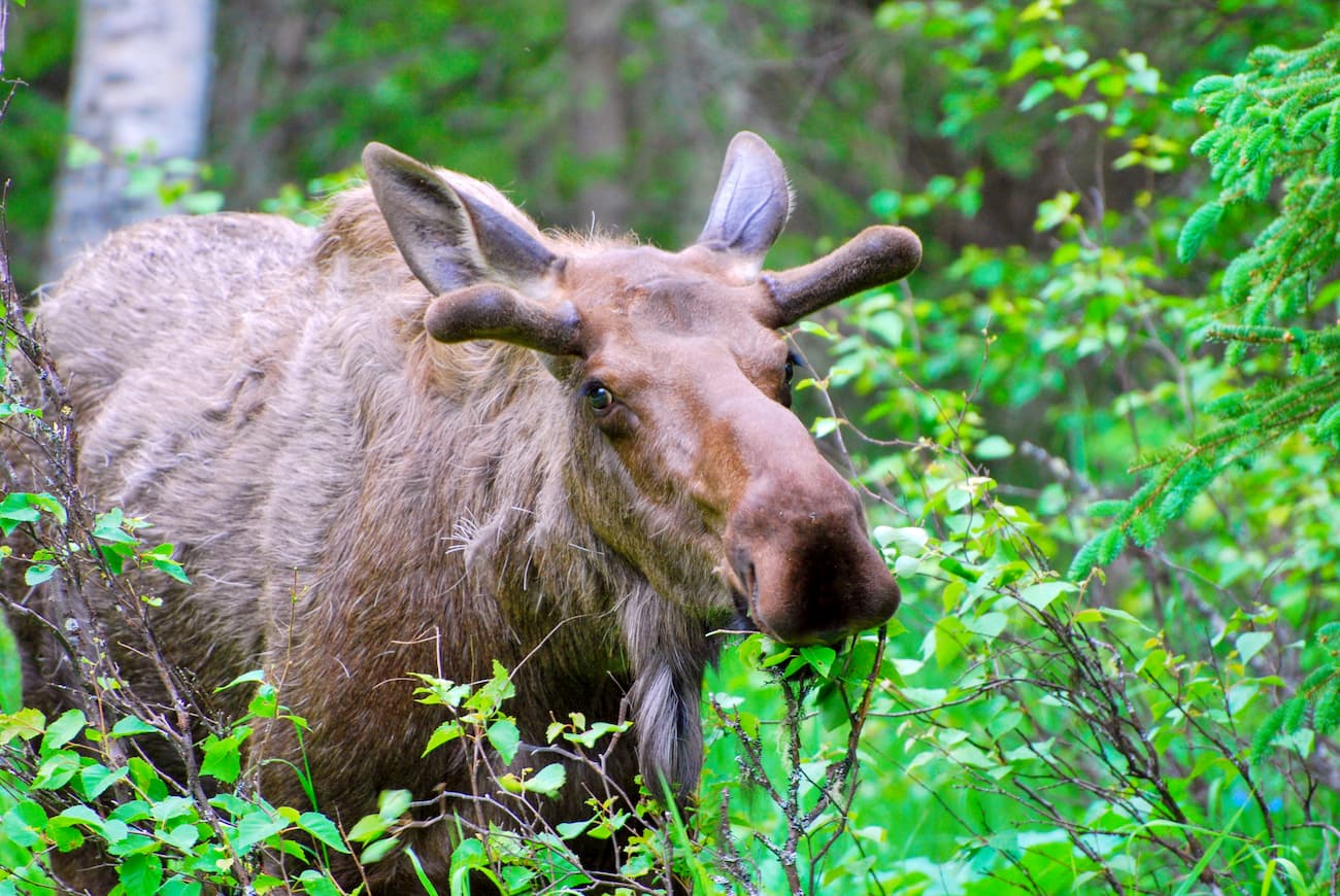 Moose Valley Trail. Kachemak Bay State Park