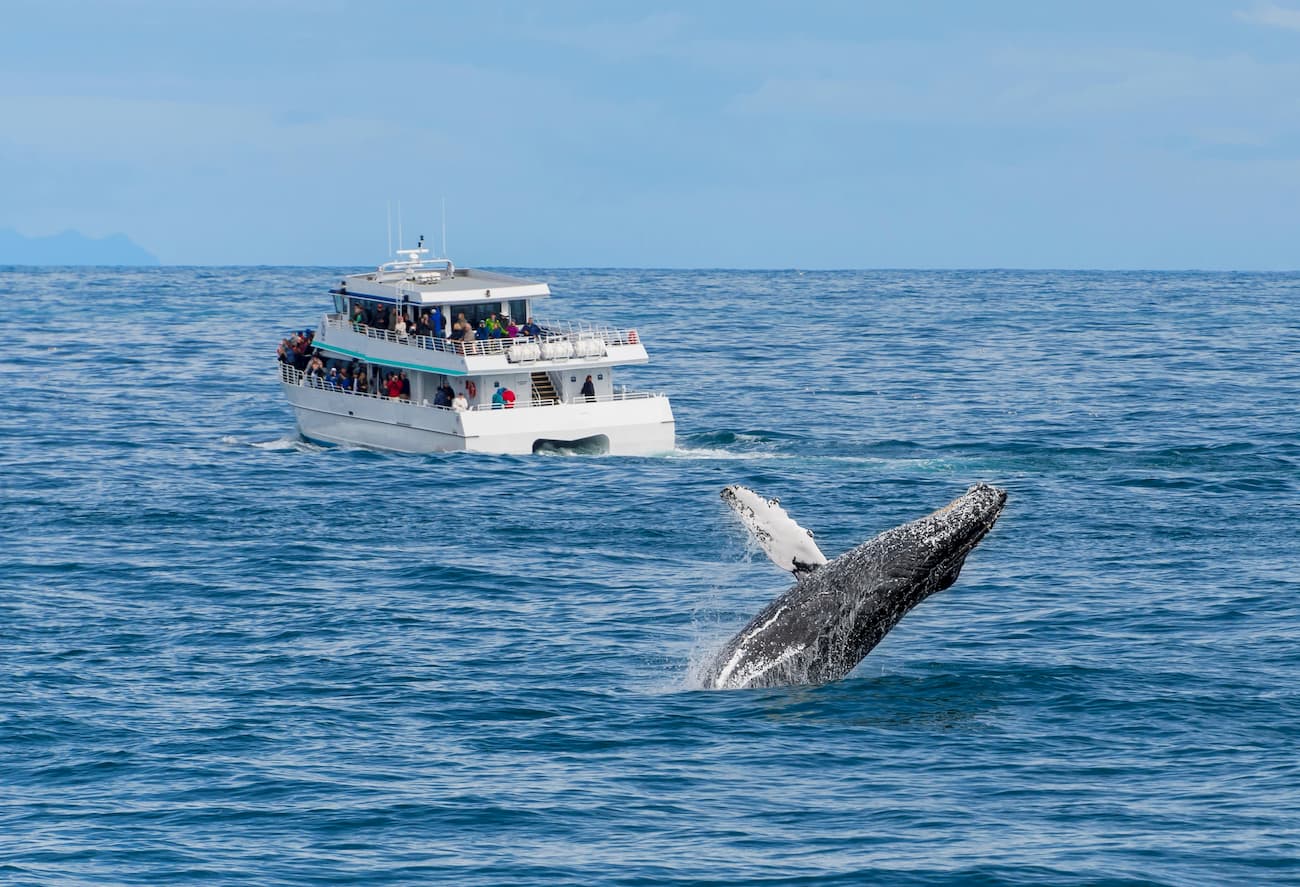 See whales. Kachemak Bay State Park