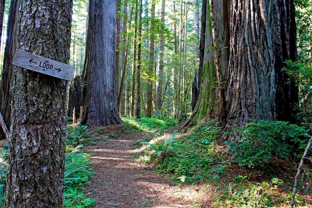 Oregon Redwoods trail, Kalmiopsis Wilderness