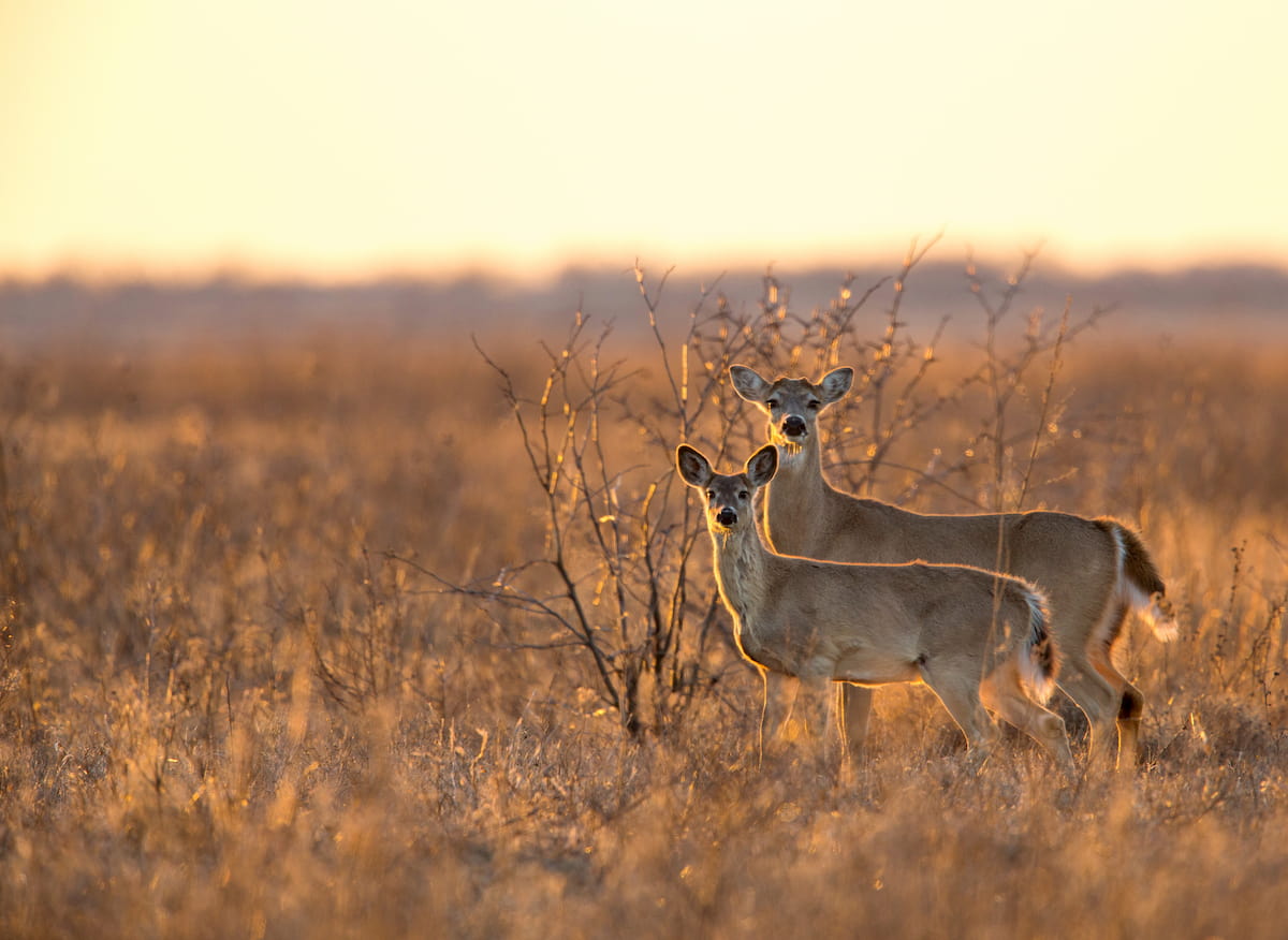Doe and Yearling in the evening light, Quivira National Wildlife Refuge, Kansas