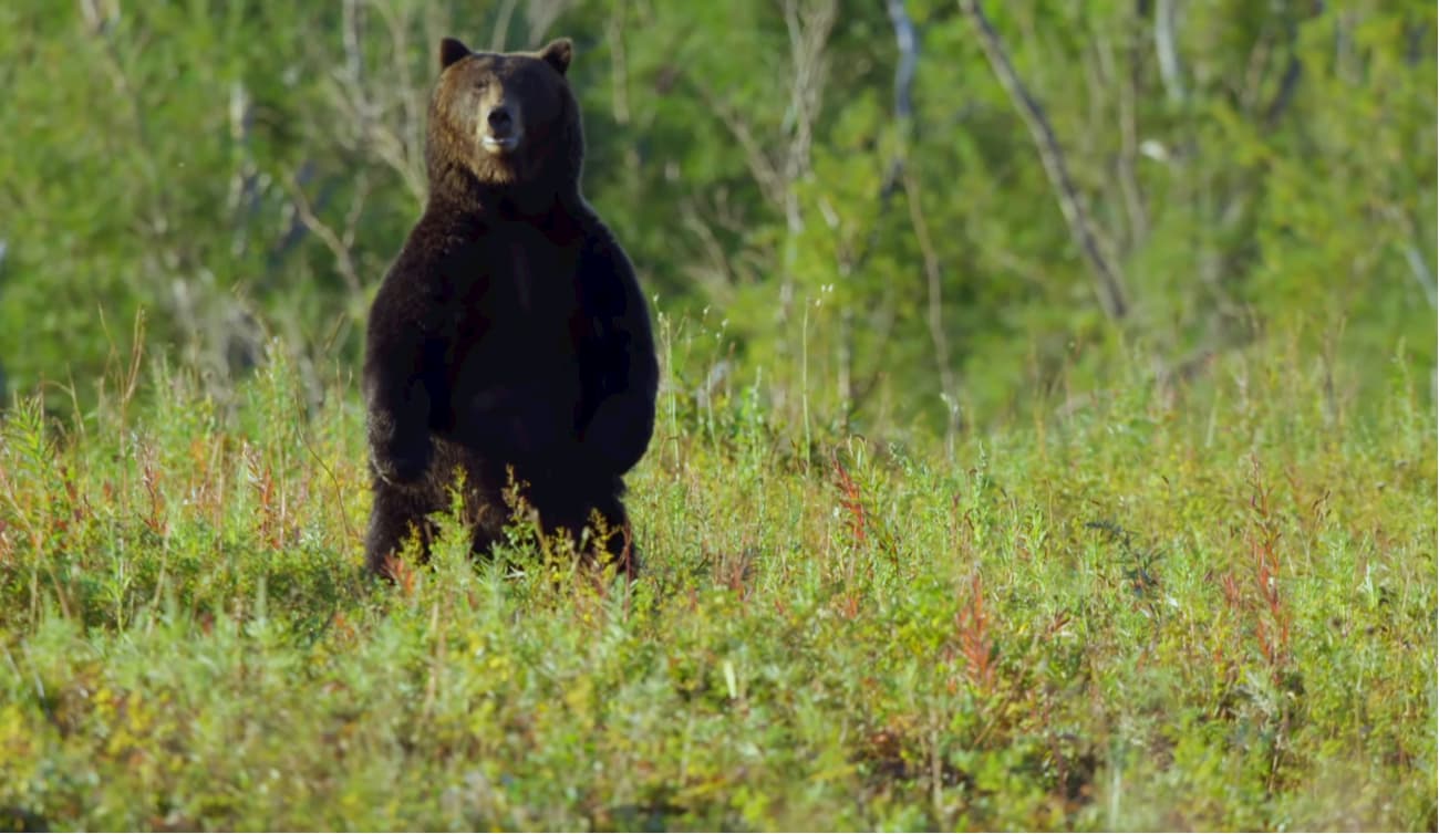 Black bears in Katun State Natural Biosphere Reserve