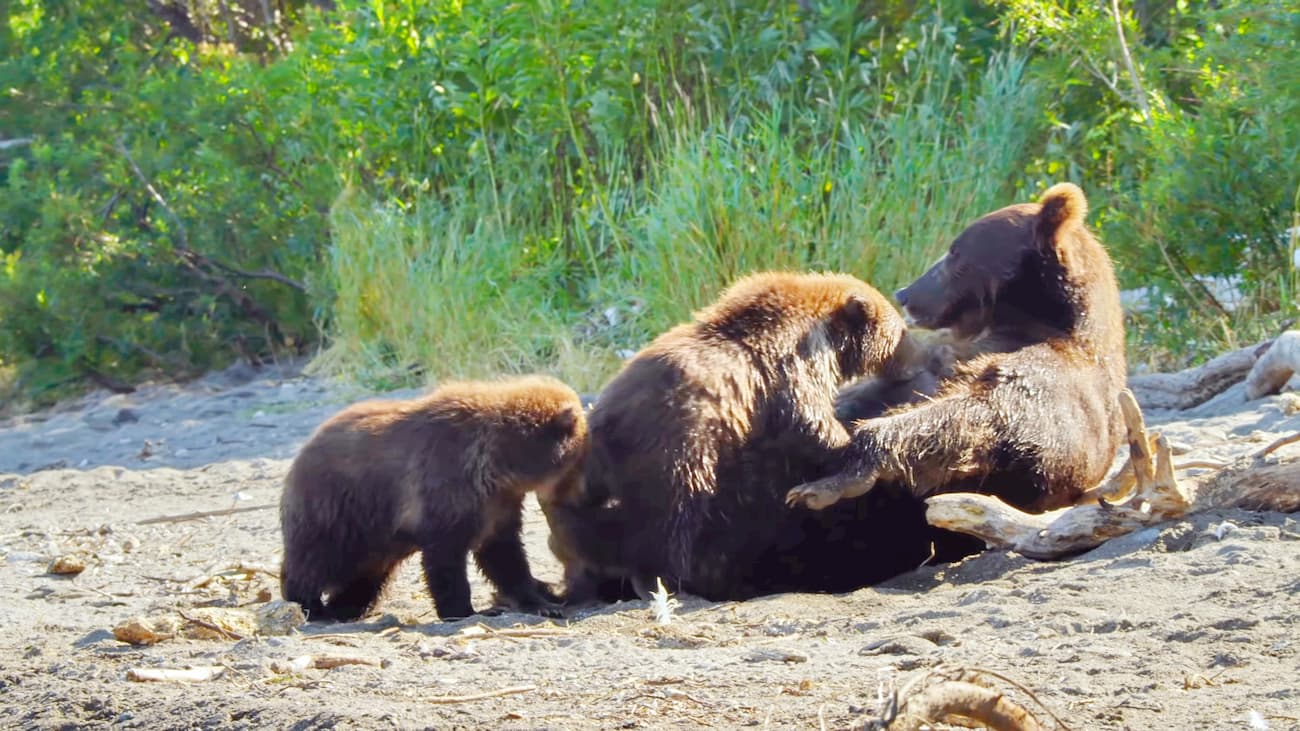 Black bears in Katun State Natural Biosphere Reserve