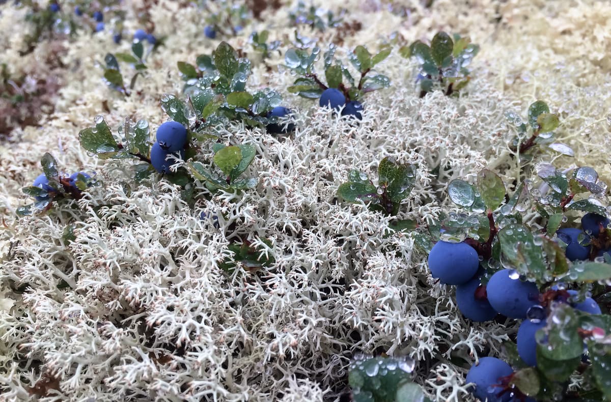 Blueberry and moss. Khibiny Mountains