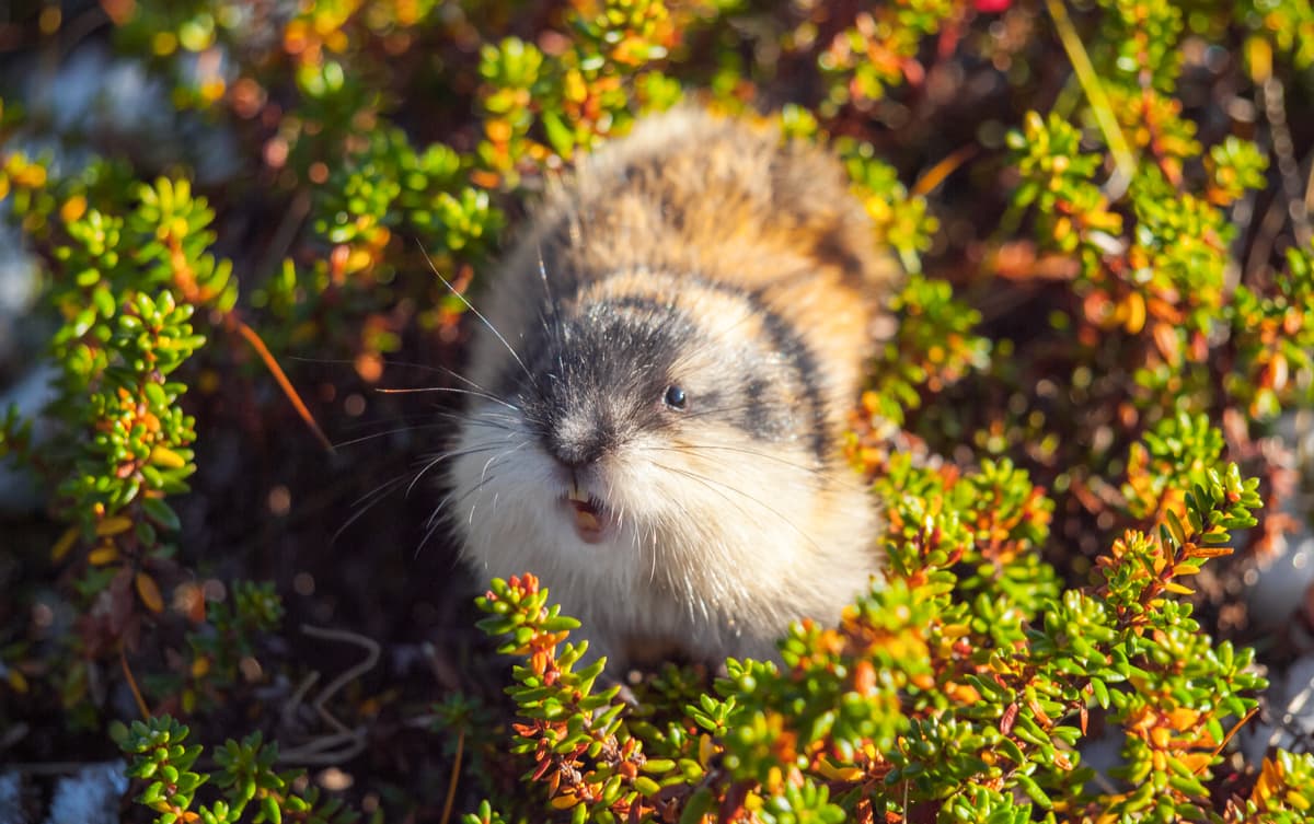 Siberian Lemming adult in winter; feeds on dwarf willow