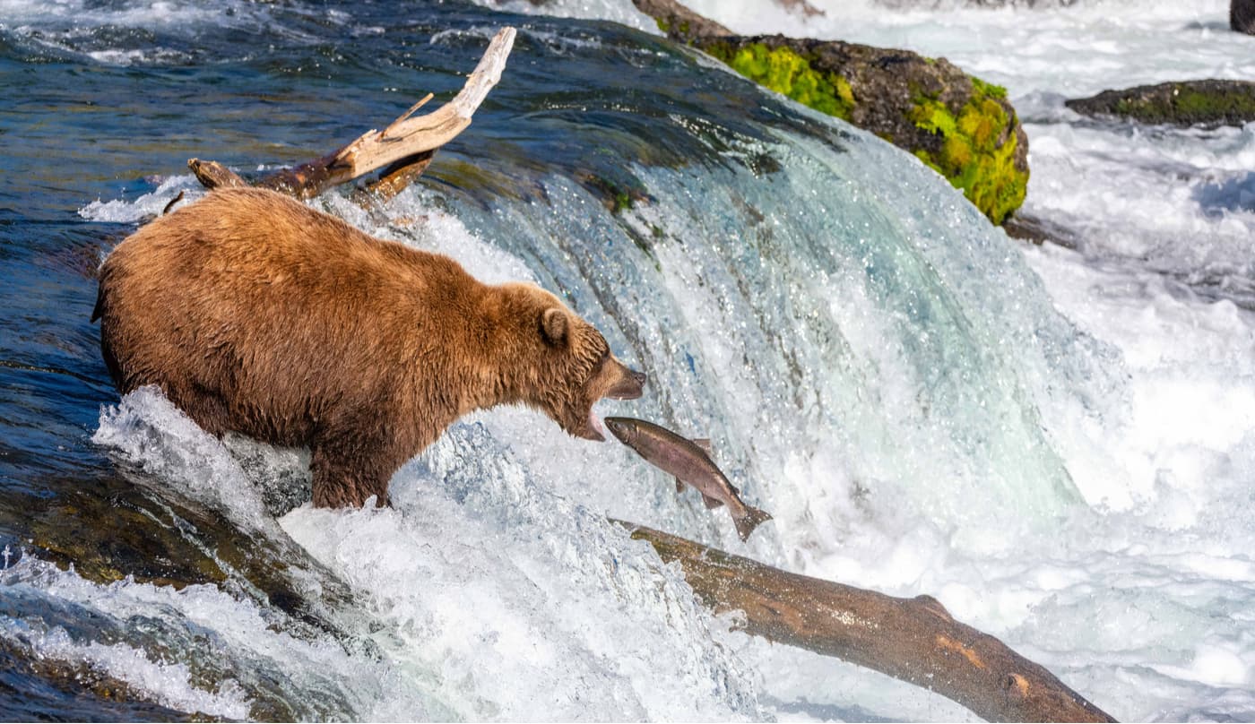 Katmai National Park