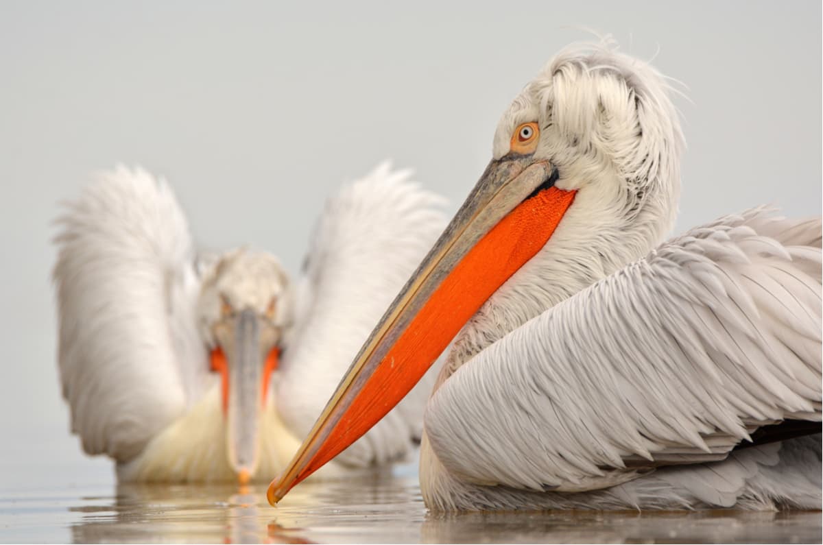 Curly pelican, Lake Arpi National Park