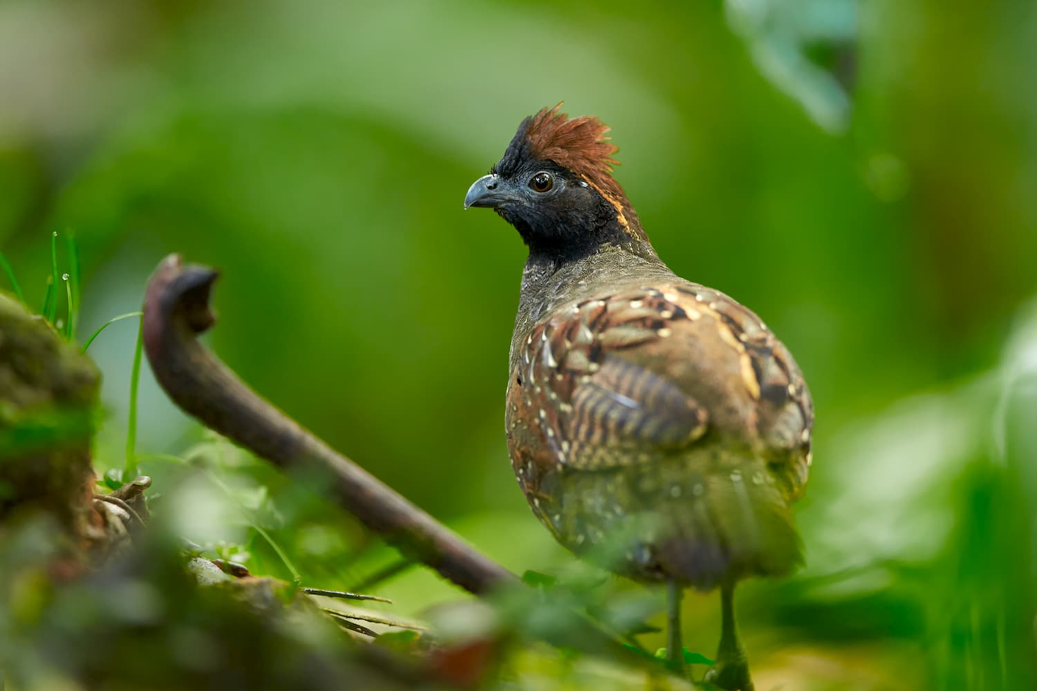 Mountain quail. Lake Tahoe Nevada