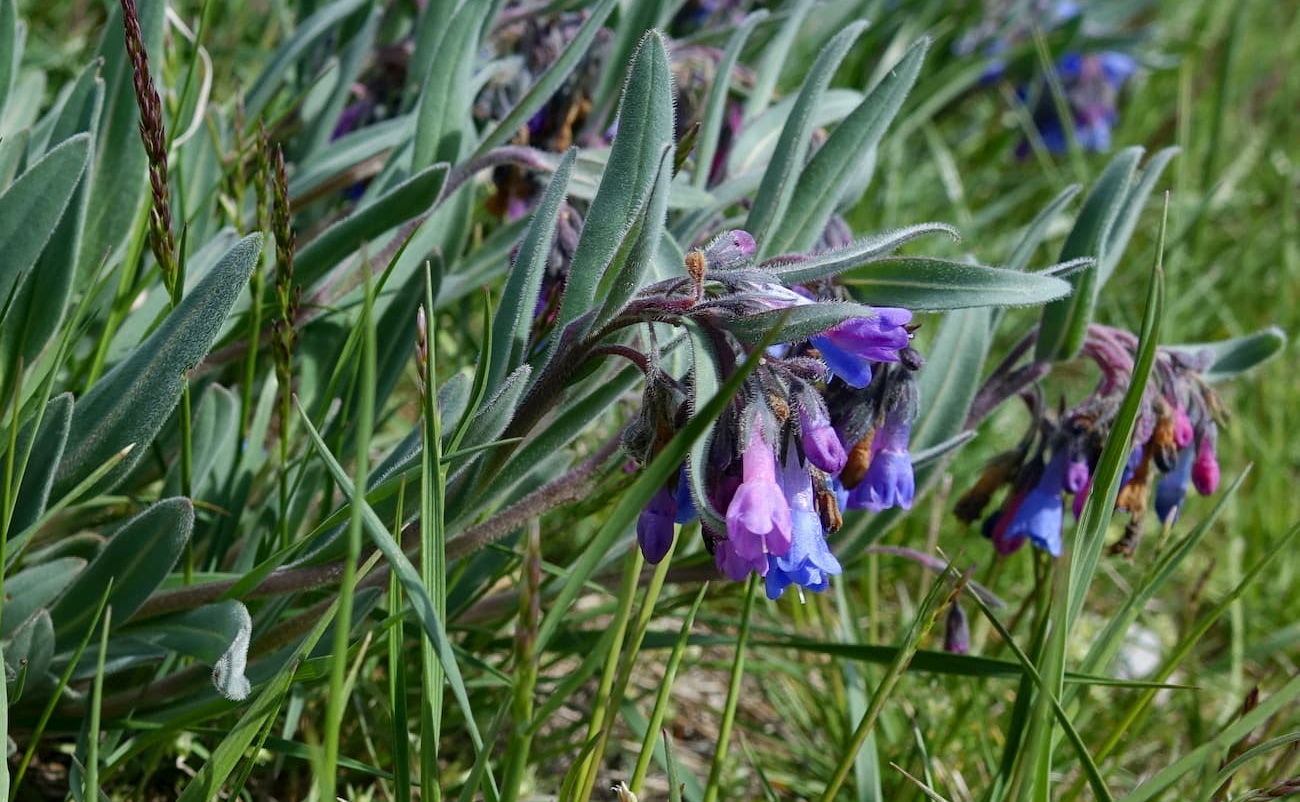 Leafy Bluebell wildflowers (Mertensia oblongifolia), growing at the trailhead for Mt. Borah in Idaho's Lost River Mountain Range.