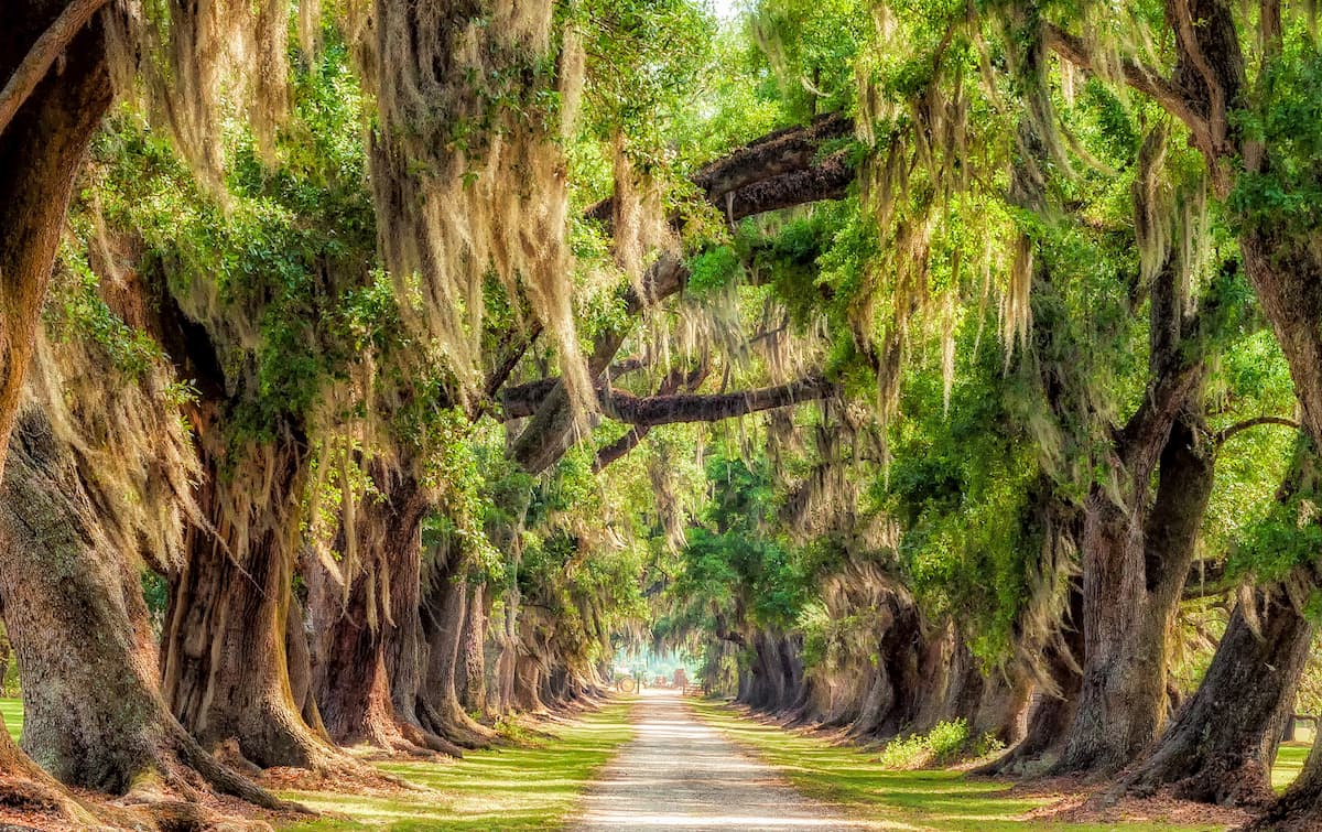 Live Oak Trees line a country lane in Louisiana. 