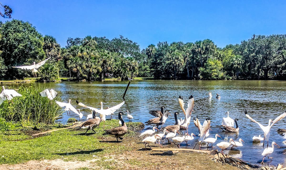 Louisiana landscape with flying birds and swamps