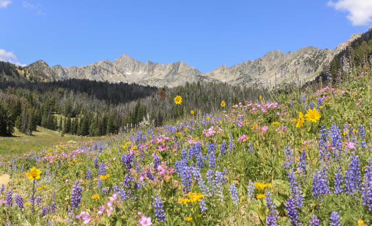 Lee Metcalf Wilderness. Madison Range