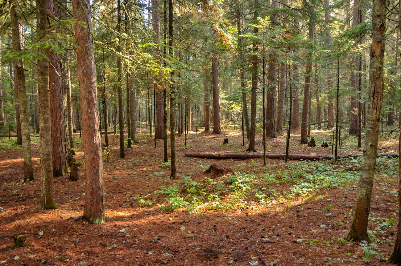 Red pine in Mahoosuc Range