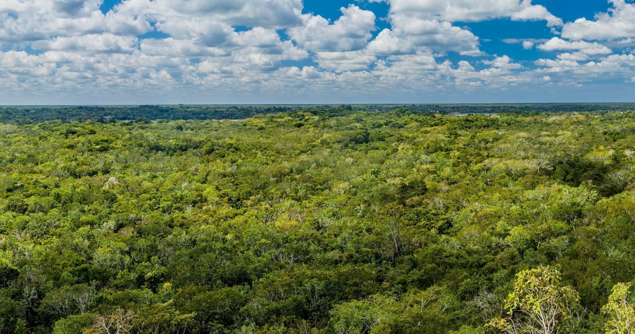 Tropical forest. Mexican West Coast Ranges