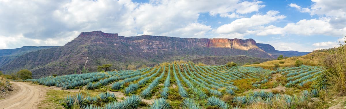 Blue agave farming on jalisco, Mexico