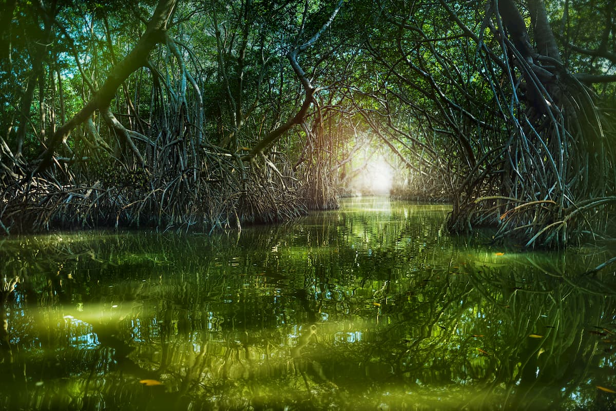 Mangrove tunnel with red water in Celestun, mexico