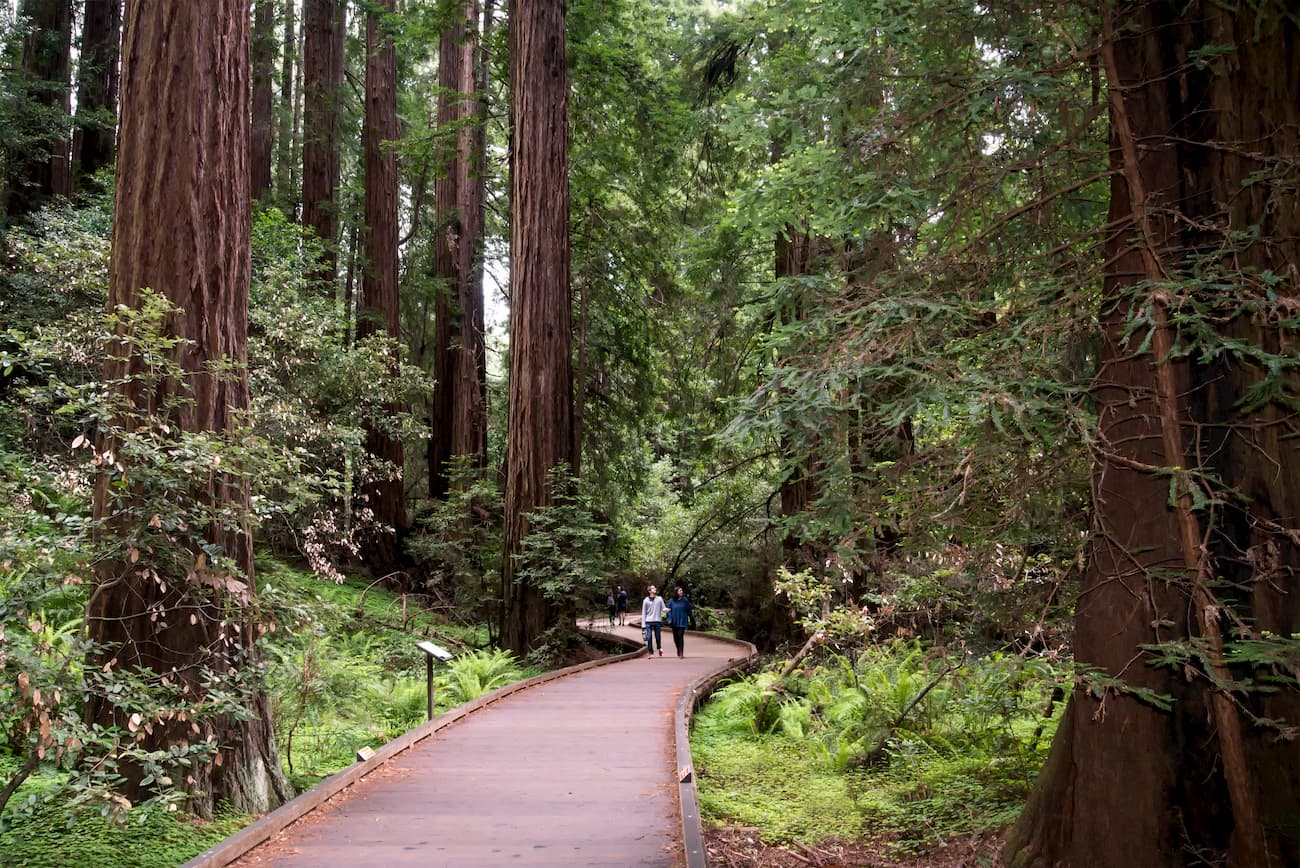Mill Valley, California. Muir Woods National Monument 