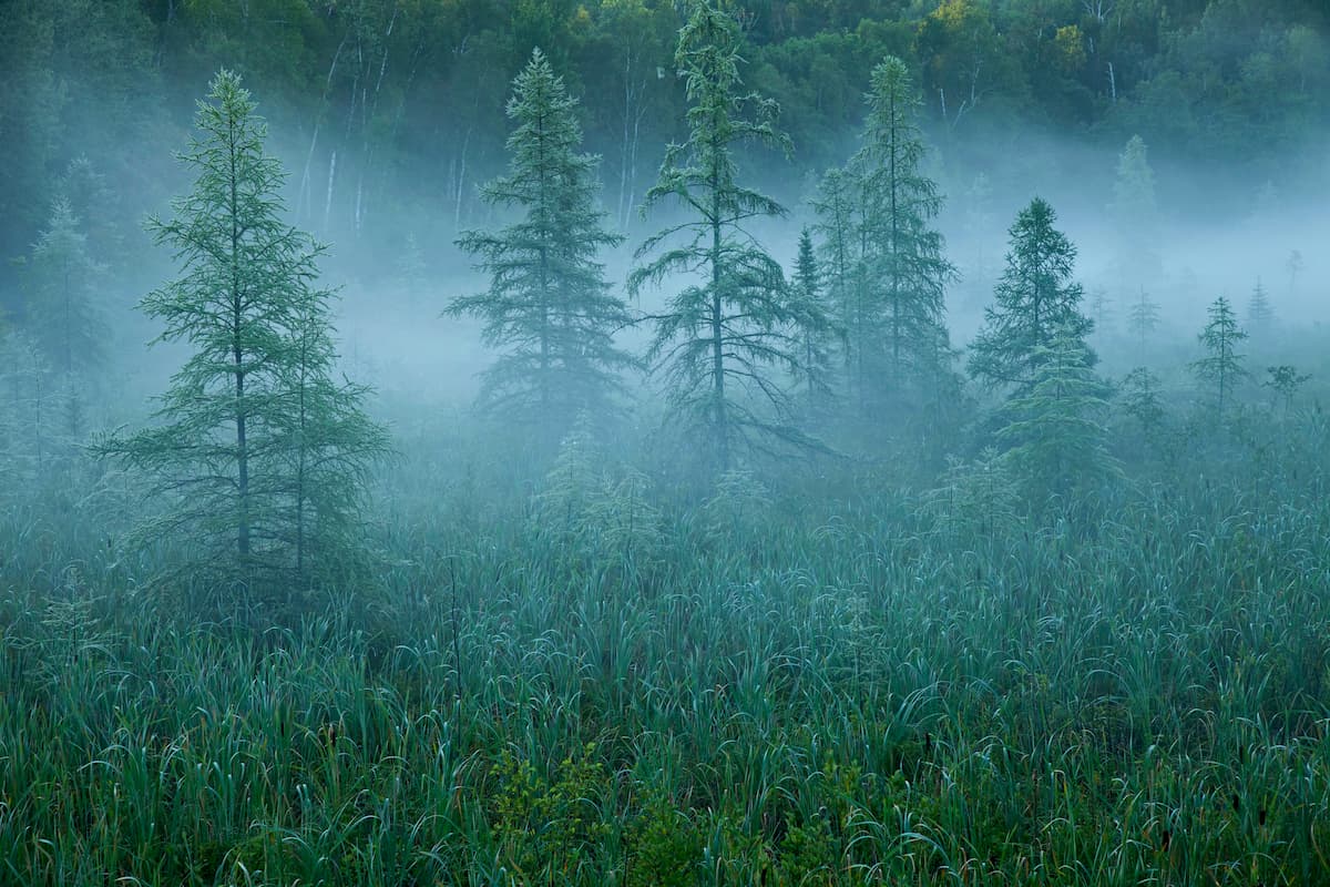Northern Minnesota Wetlands