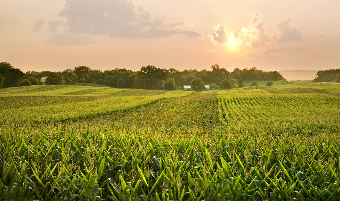 A midwestern cornfield glistens below the setting sun. Minnesota