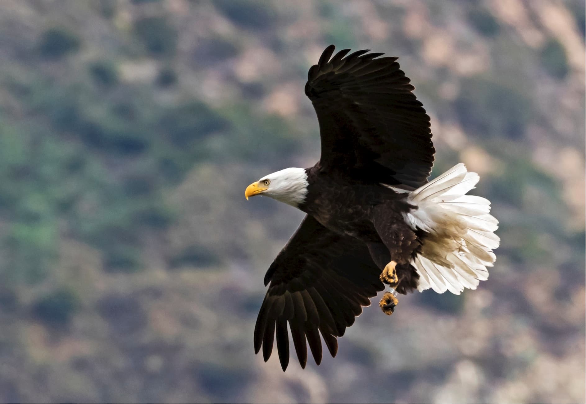 Bald eagles. Mokelumne Wilderness