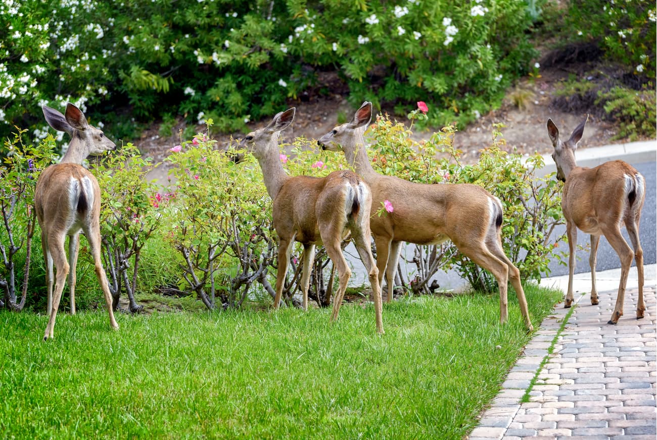 Mule deer. Mokelumne Wilderness