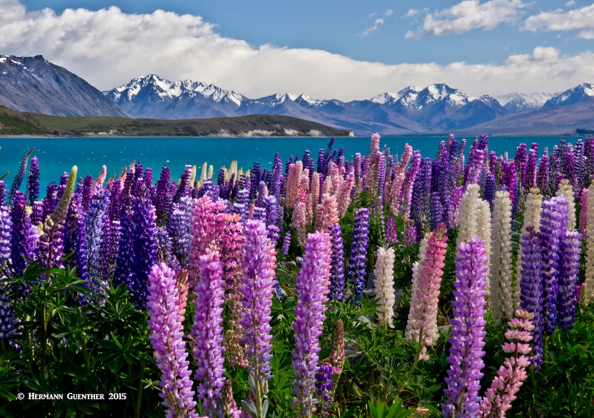 Lake Tekapo