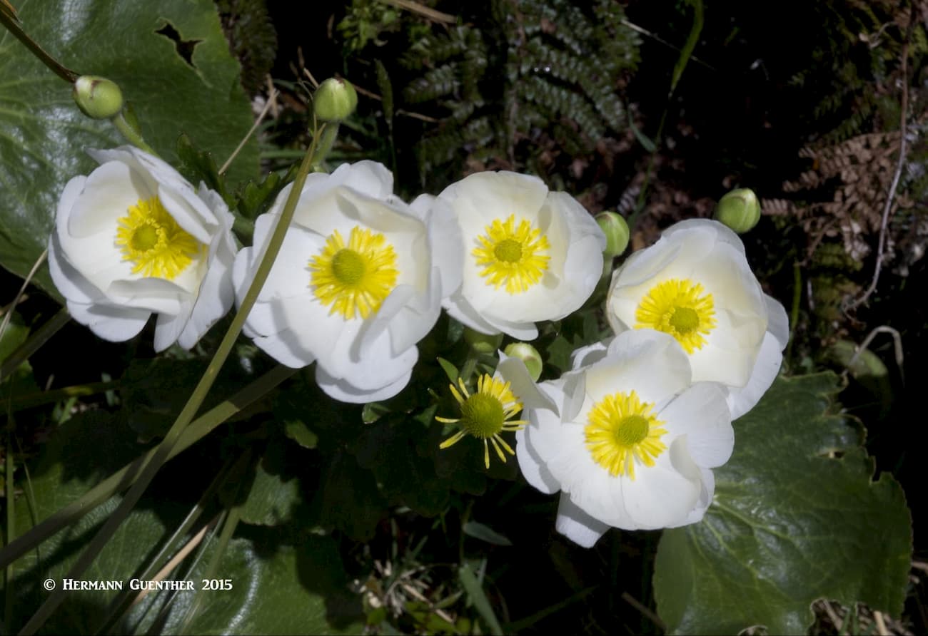 Mount Cook Buttercups