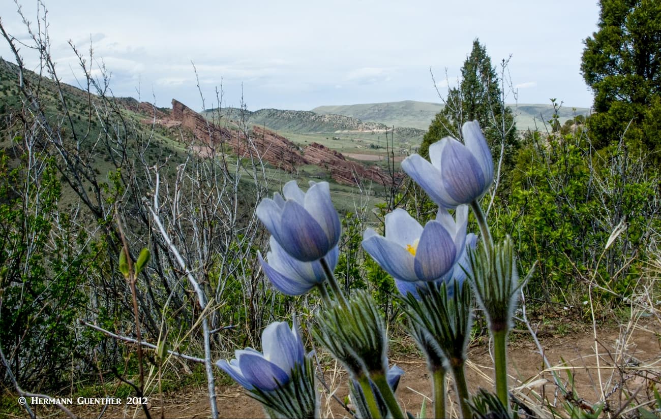 Spring Wildflowers. Mount Falcon Park