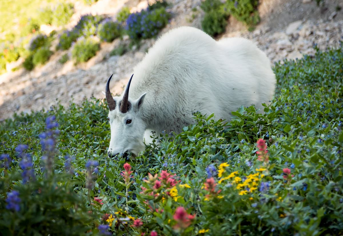 mountain goats, Mt. Naomi Wilderness Area 