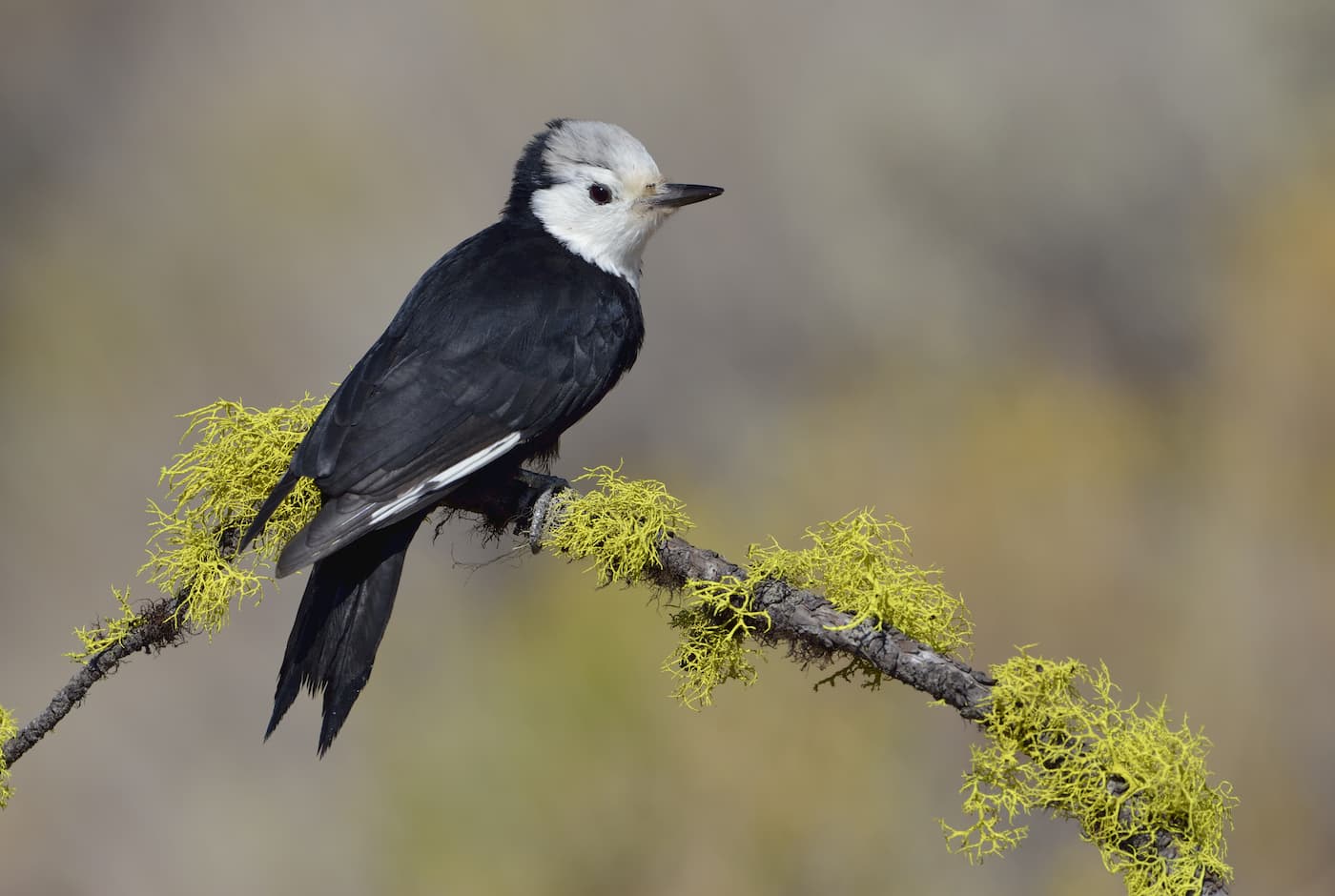 White-headed woodpecker. Mount Rose Wilderness