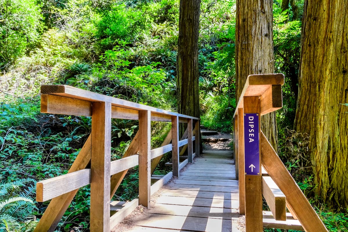 Wooden bridge on the Dipsea Trail. Mount Tamalpais Watershed