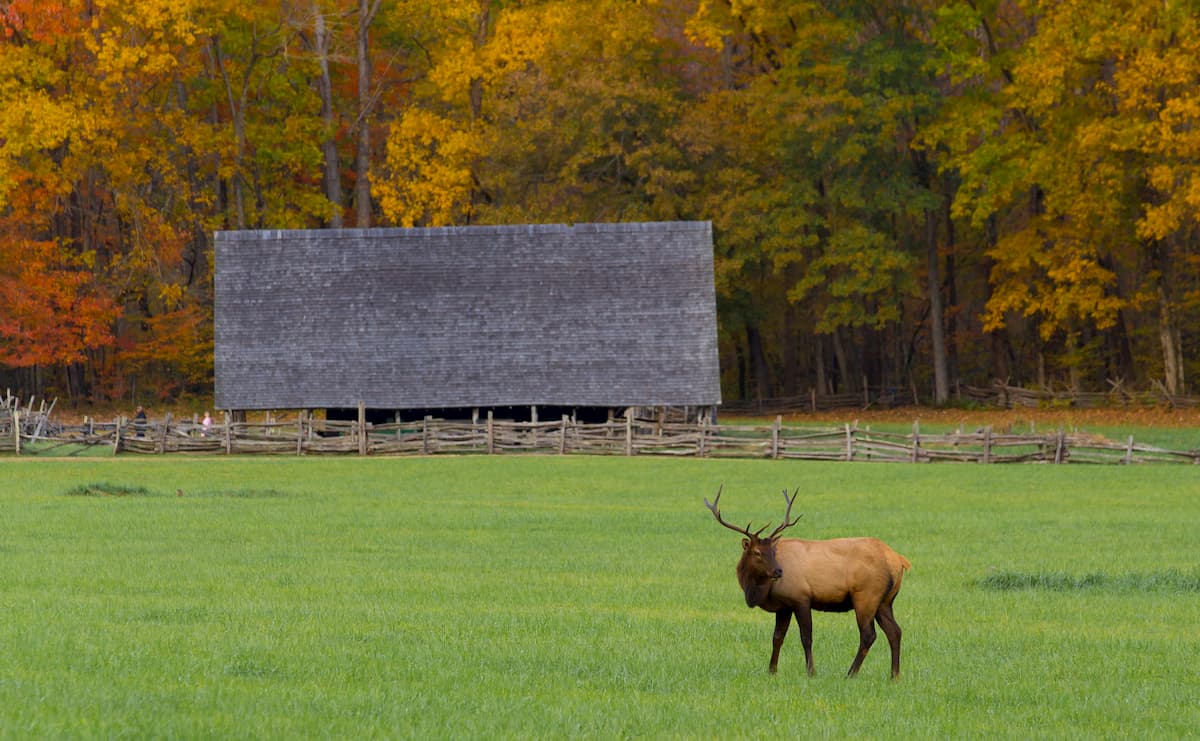 Nantahala elk