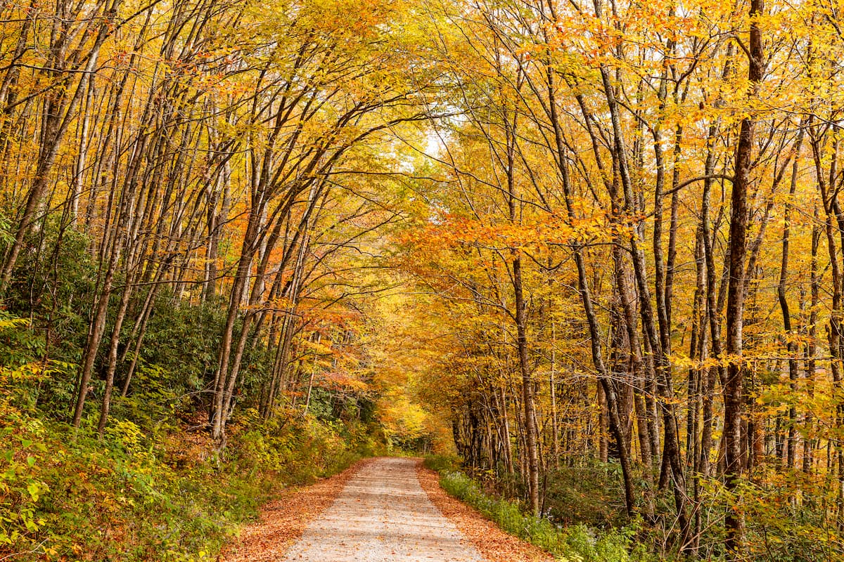 Forest, in Nantahala National Forest