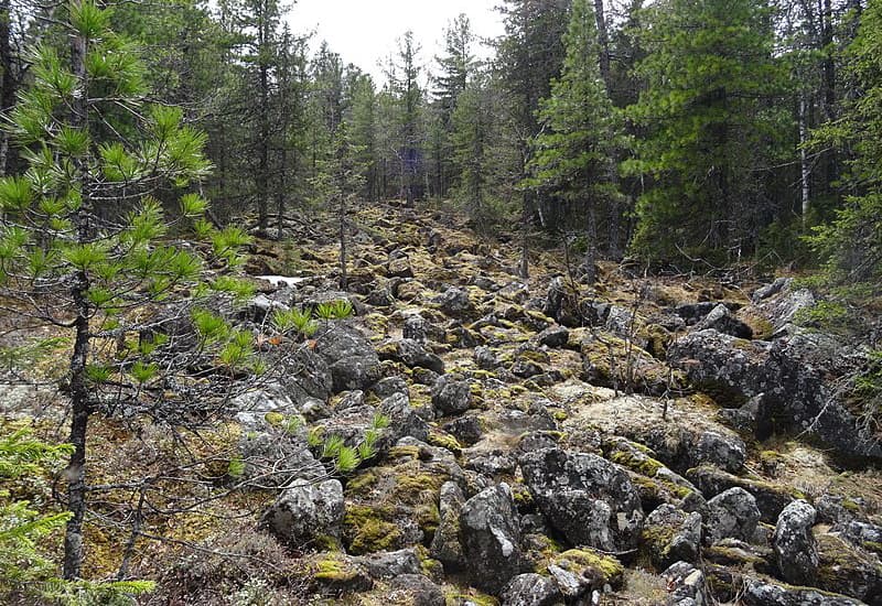 Forest. State Nature Reserve Denezhkin Stone