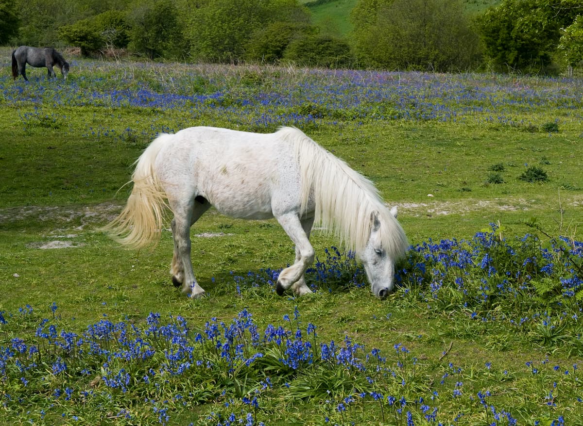 Brockenhurst to Lyndhurst