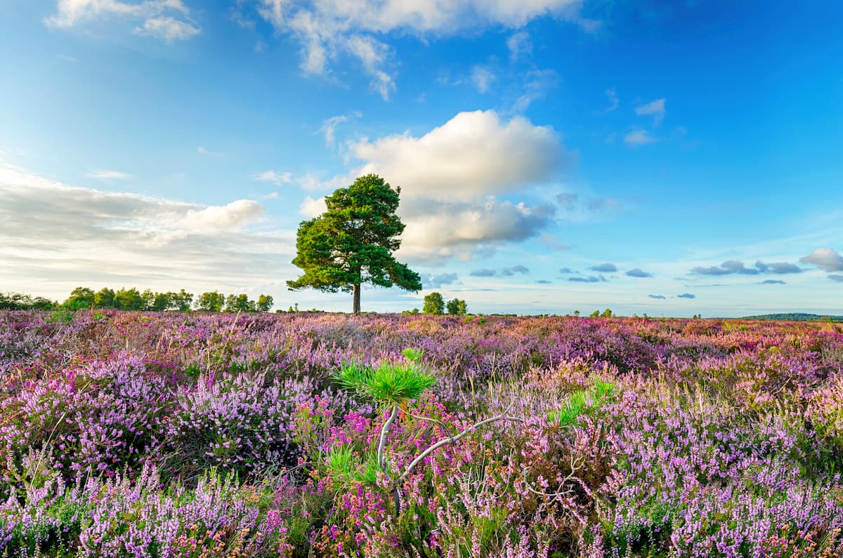 New Forest National Park