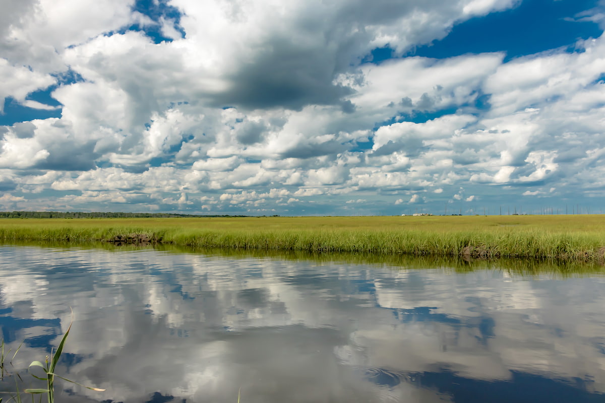 Manahawkin Wildlife Management Area, New Jersey