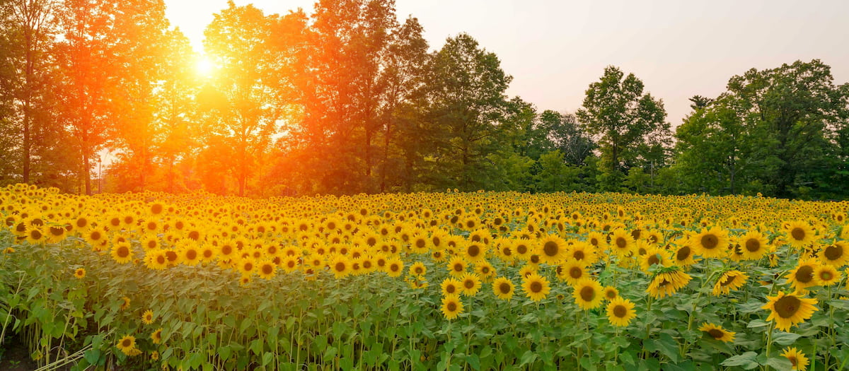 sunflowers, New Jersey