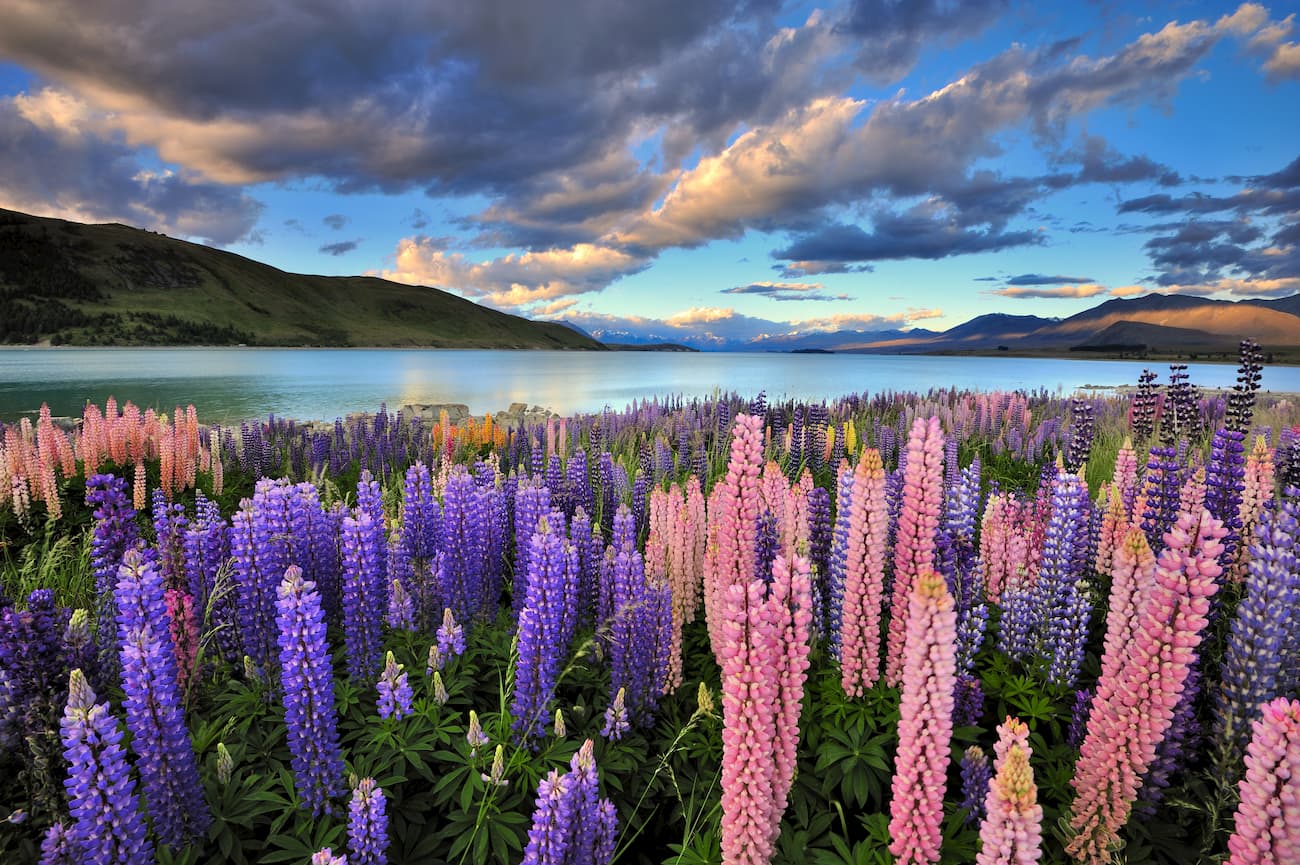 Lake Tekapo. Canterbury