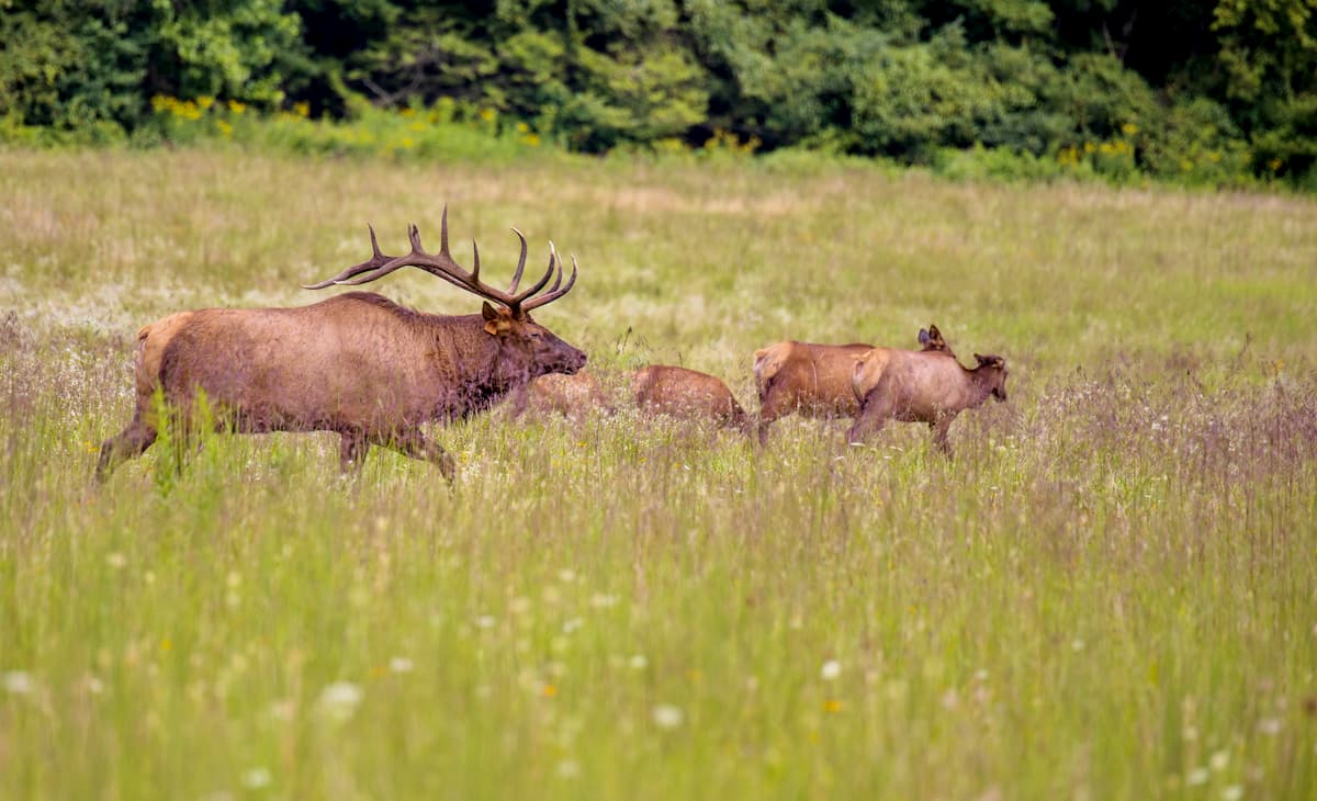 Newfound Mountains Elk