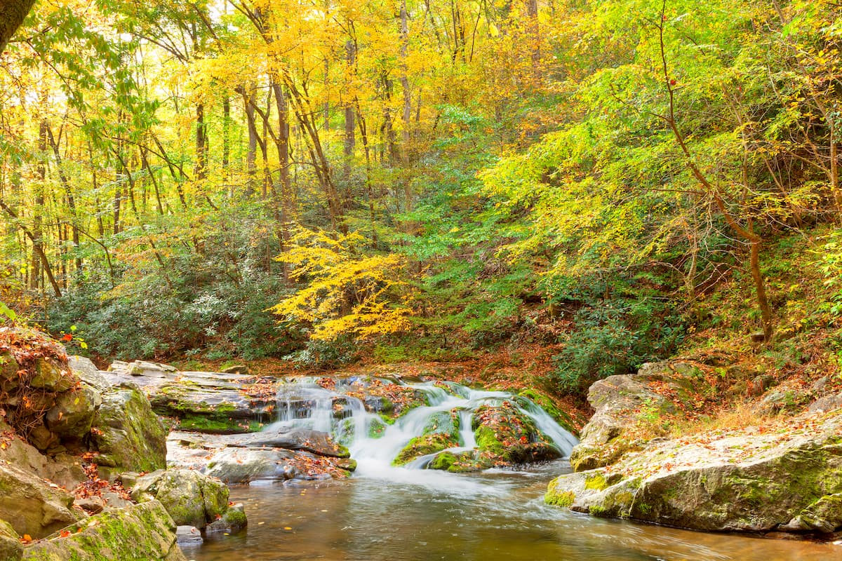 Roaring Pigeon River cascades through a lush forest and mossy boulders, Great Smoky Mountains National Park