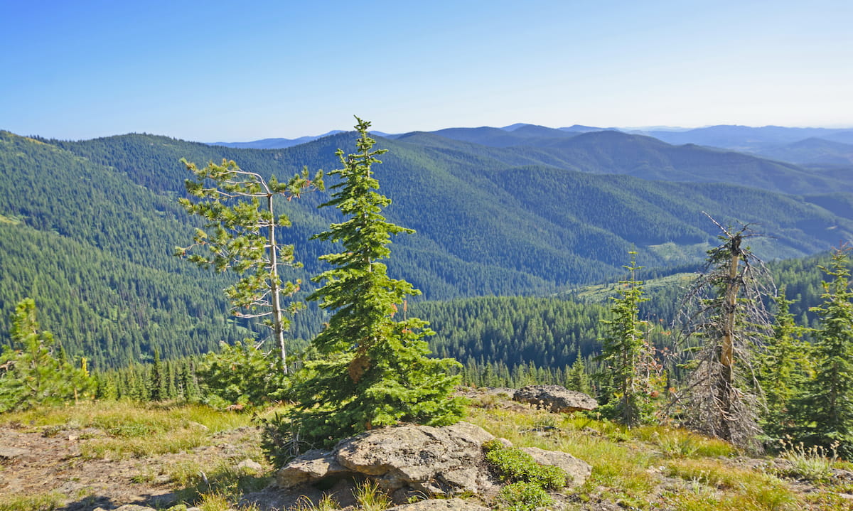 Nez Perce-Clearwater National Forests