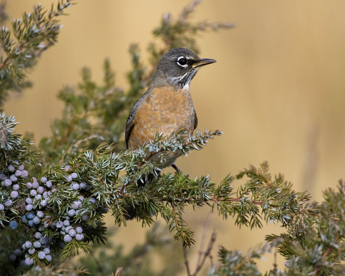 Rocky Mountain Juniper, North Absaroka Wilderness Area