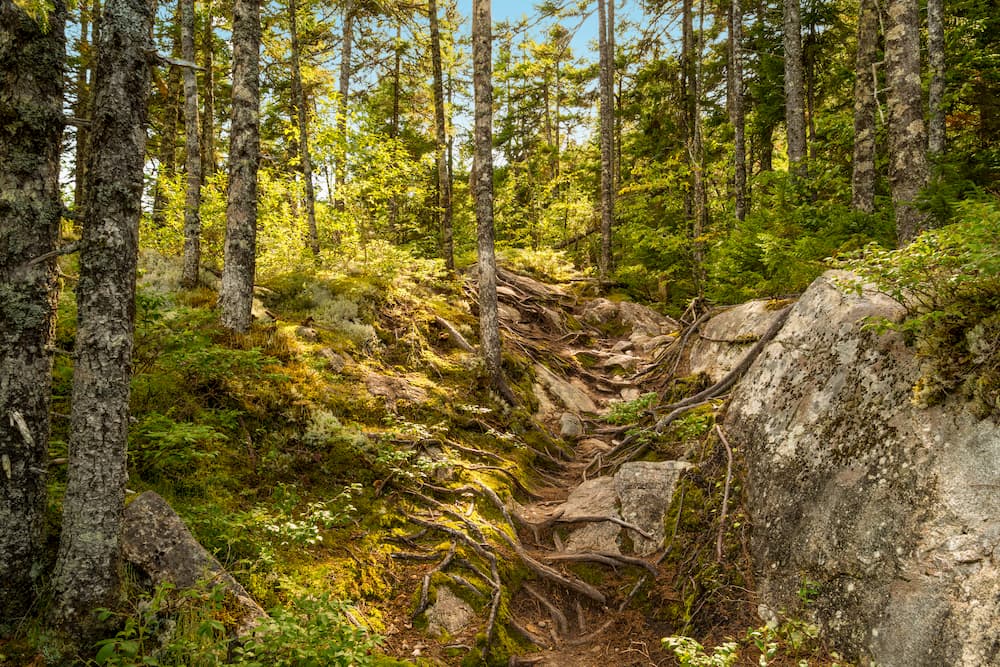 Notre Dame Mountains. Acadian Forests