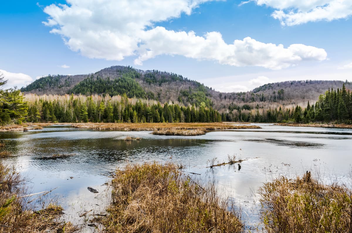Notre Dame Mountains forest