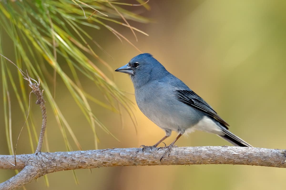 Blue Chaffinch (Fringilla teydea) in natural habitat