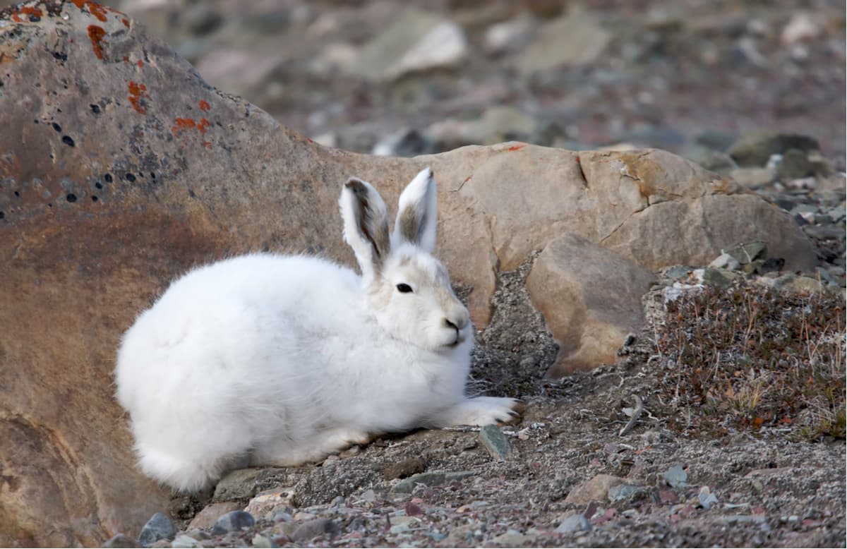 Arctic hare sits behind the shelter of a rock in Quttinirpaaq National Park on Ellesmere Island, Nunavut