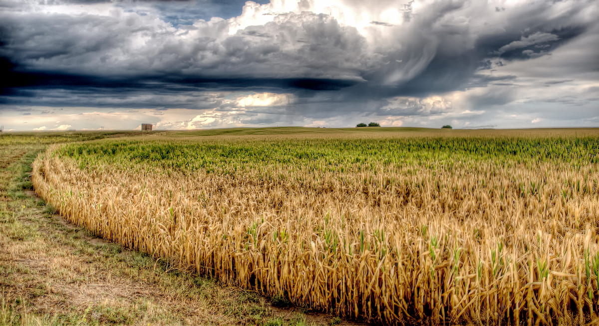 Cornfield before a heavy rain, Oklahoma