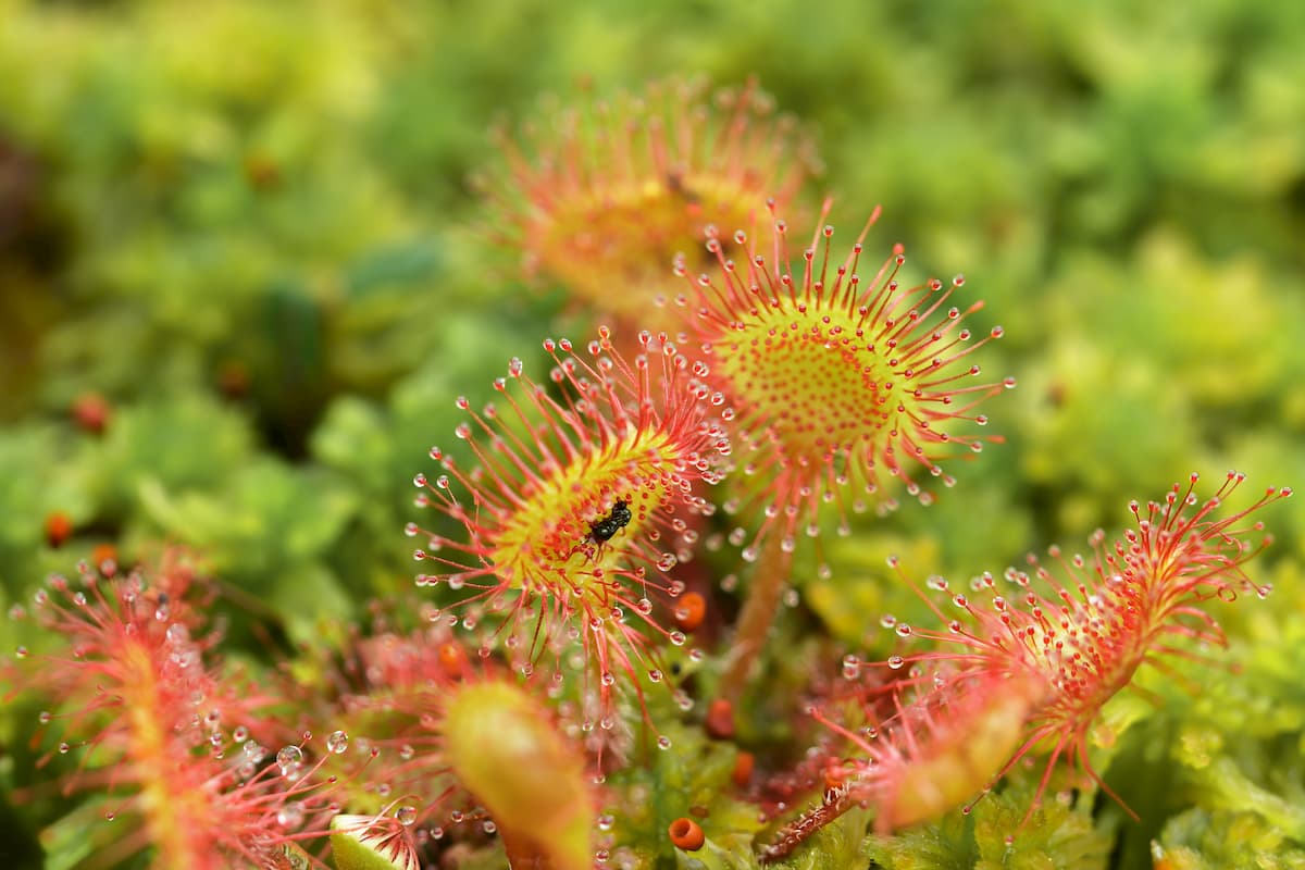 Prey sundew eating caught fly, Russia